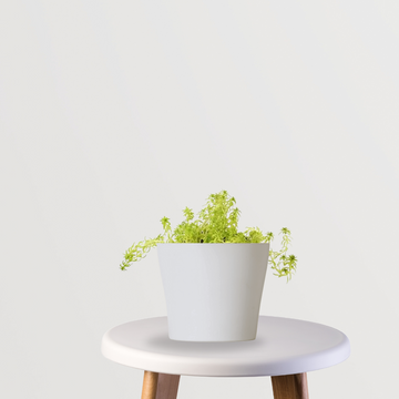 Golden Sedum low-maintenance succulent